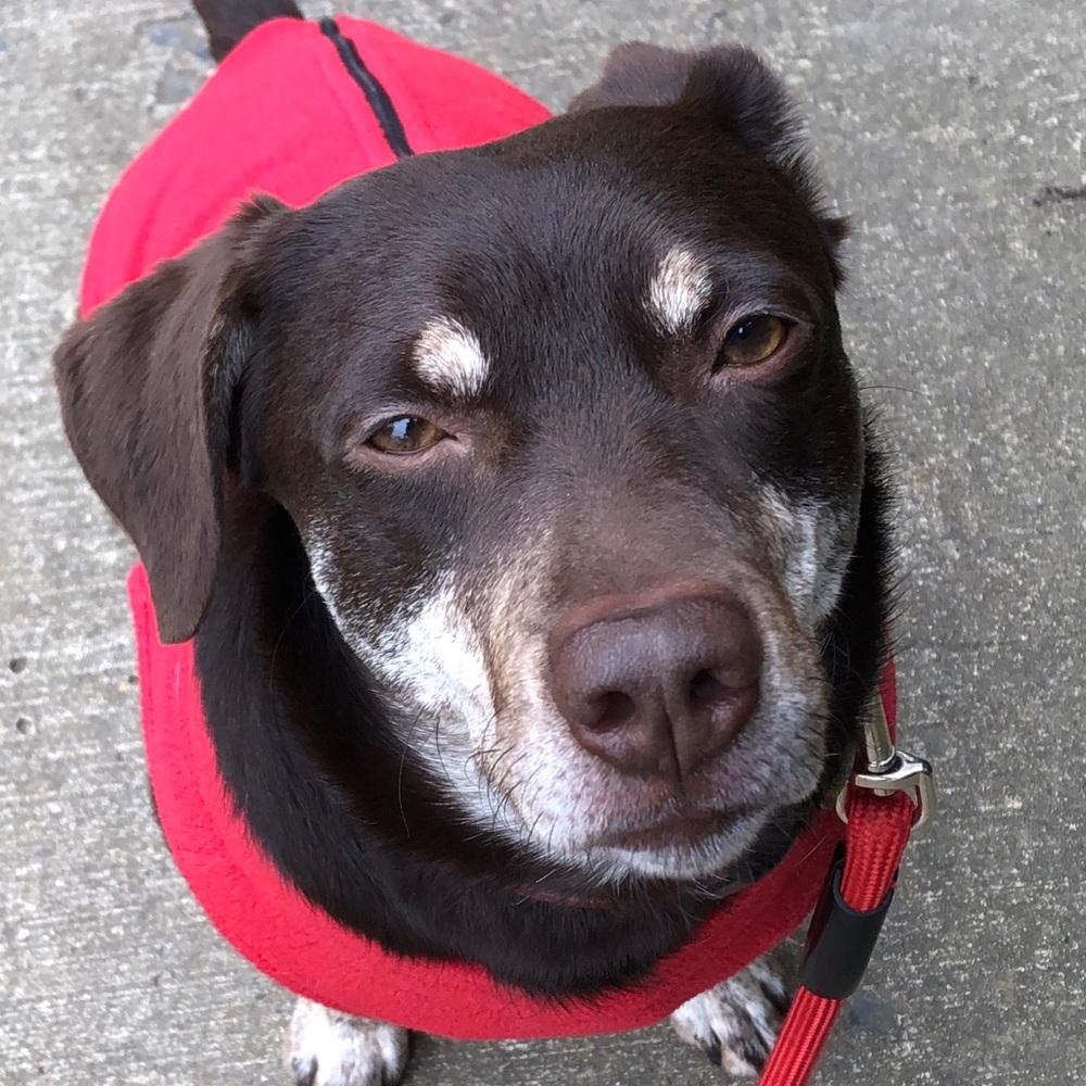 Meet your Posher, Phoebe